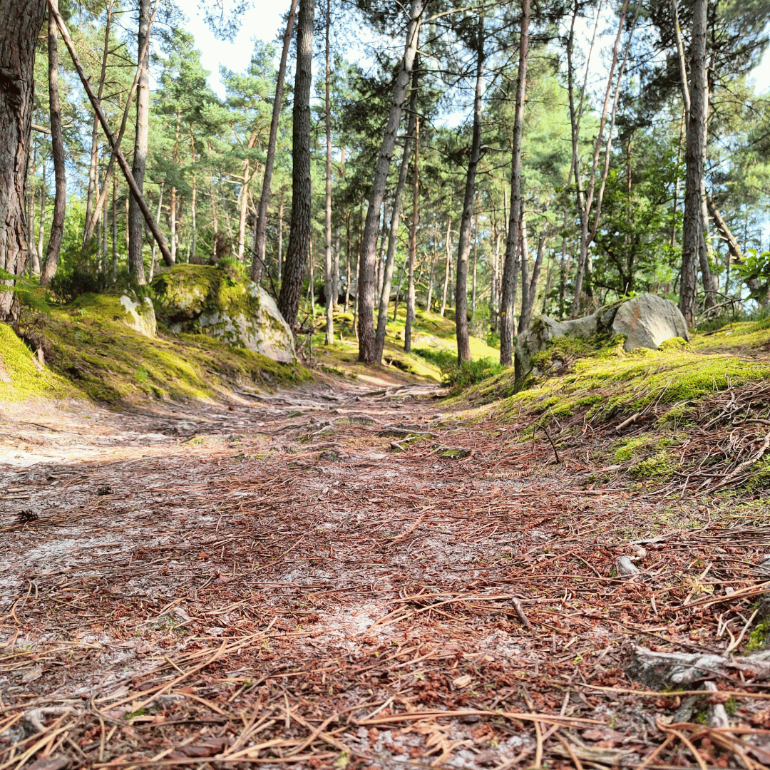 circuit de randonée pedestre Dencourt en foret de Fontainebleau seine et marne