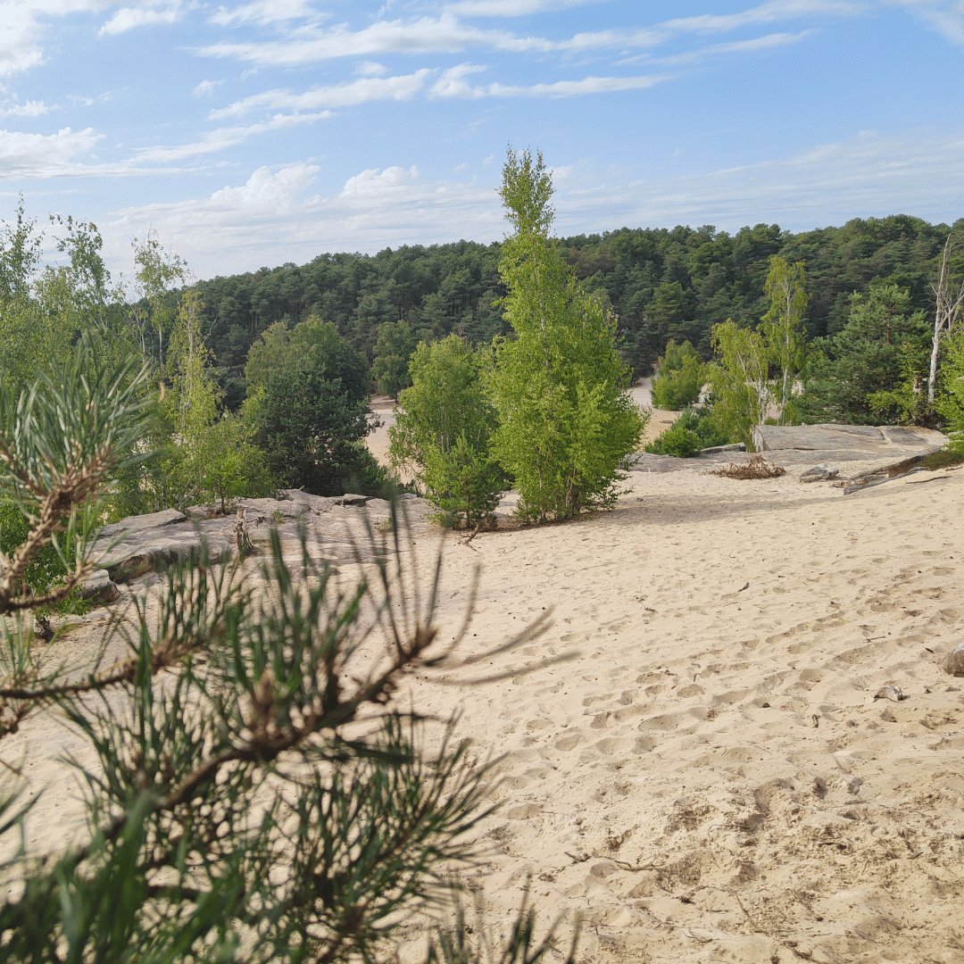 Foret de Fontainebleau Site mer de sable ideal pour randonnée