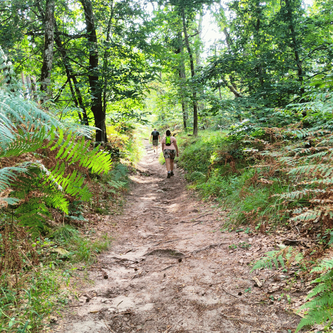 circuit randonnée en seine et marne foret de Fontainebleau